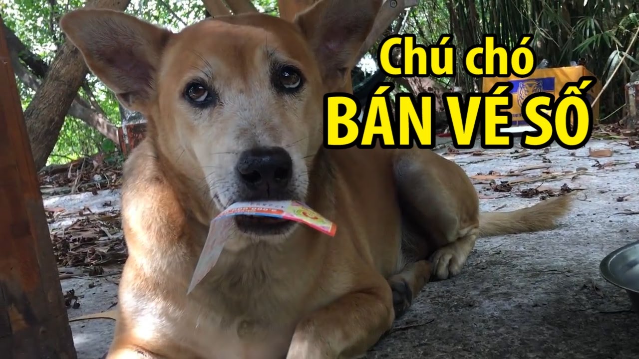 Chú chó bán vé số có tình nghĩa khiến hàng ngàn người rơi nước mắt