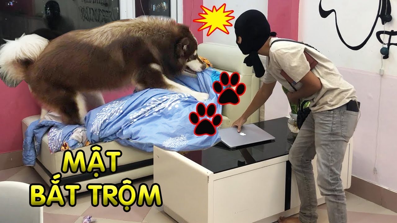 Giả là trộm vào nhà thử lòng Mật và cái kết không ngờ tới – Mật Pet Family