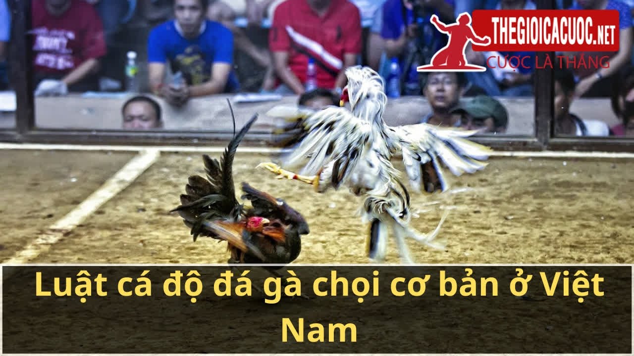 Luật cá độ đá gà chọi cơ bản ở Việt Nam