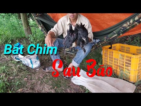 Đánh Lưới Chim Đêm – Ra Đồng Đánh Quốc Sau Ngày Bão 04/09/2019