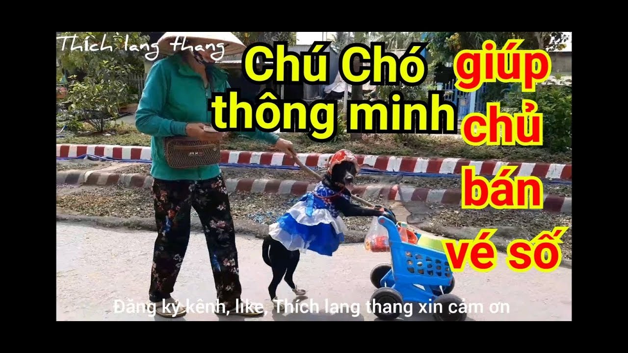 Độc lạ chú chó thông minh đẩy xe bán vé số giúp cô chủ | thích lang thang