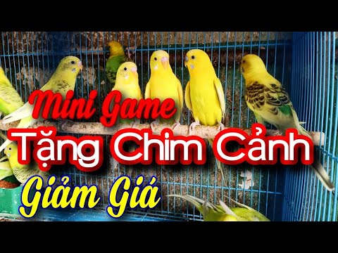 30/3/20 Sự Kiện Tặng Chim Và Giảm Giá Tất Cả Các Loại Chim Cảnh