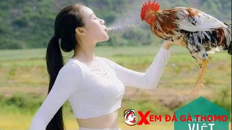 Giới Thiệu Xemdagathomo.com | Xem Đá gà thomo trực tiếp