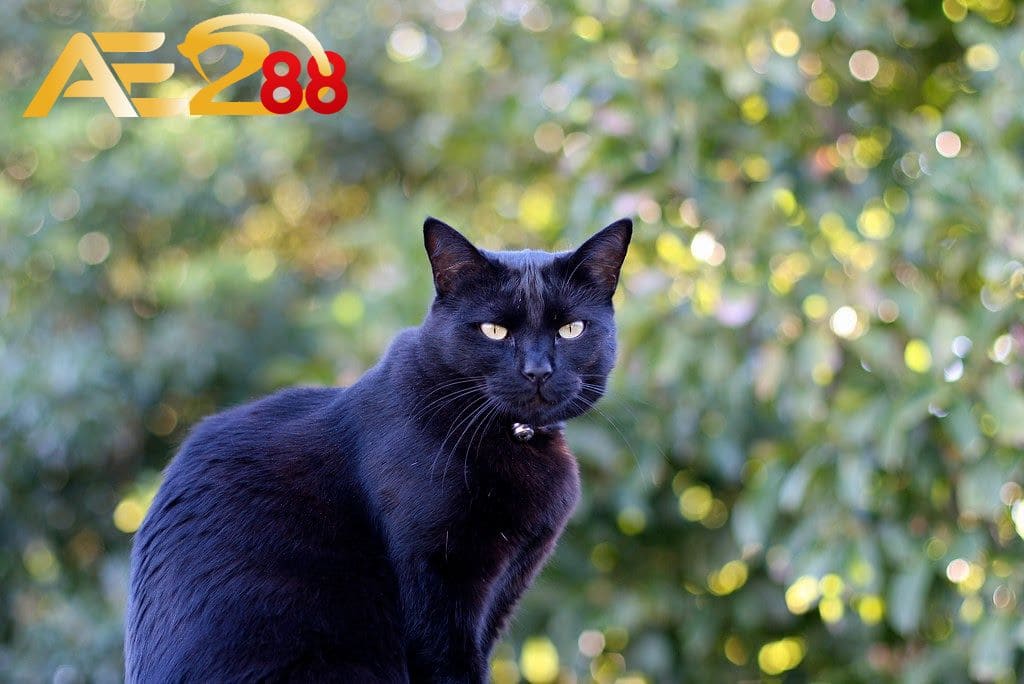 Mèo đen có phải điềm xui?