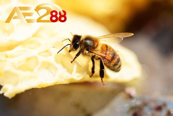 Ong là loài côn trùng tượng trưng cho sự may mắn