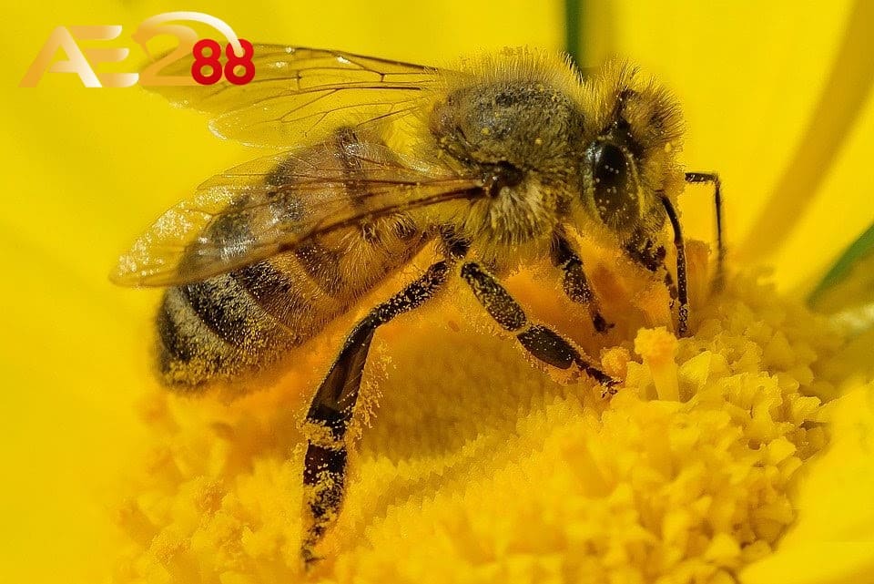 Ong làm tổ trong nhà có thực sự là điềm lành hay không? 1